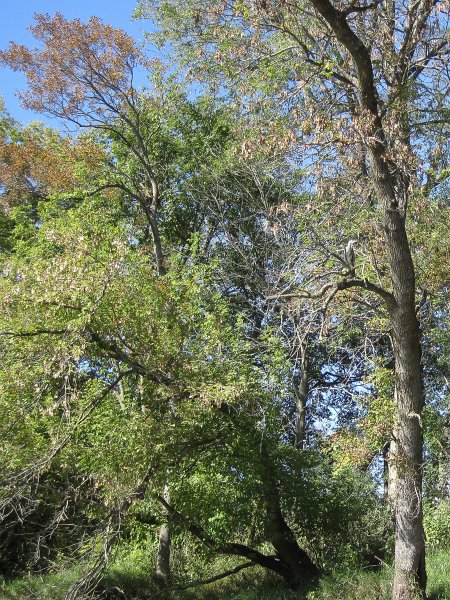 FoxRiverYorkvilleMillington100211-3510.jpg - Great Blue Heron hiding in the trees