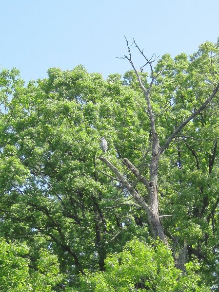 LakeBusseKayak053011-2556.jpg - Great Blue Heron