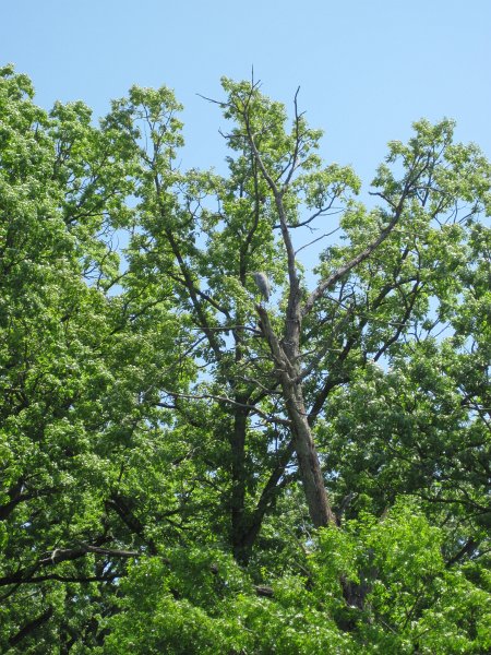 LakeBusseKayak053011-2576.jpg - Great Blue Heron