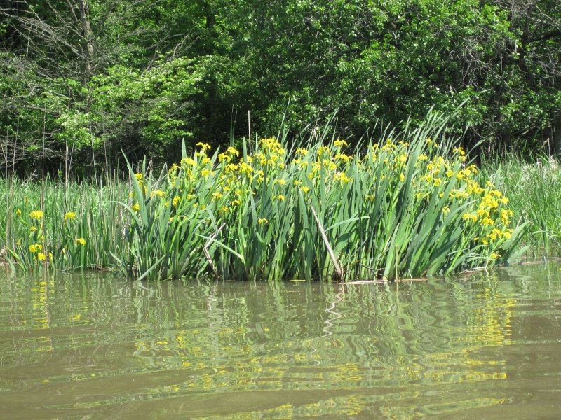 LakeBusseKayak053011-2581.jpg - Yellow Iris, located just North of Higgins Rd
