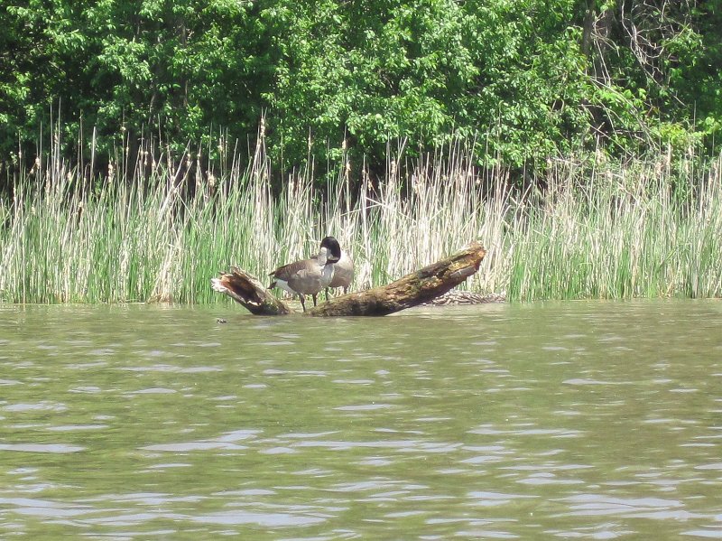 LakeBusseKayak053011-2584.jpg - Geese