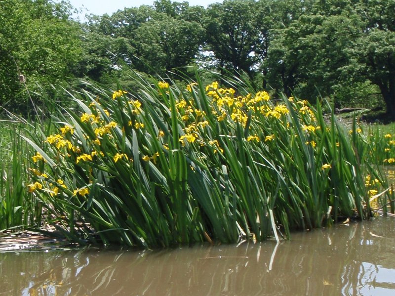 LakeBusseKayak053011-5300012.jpg - Yellow Iris, located just North of Higgins Rd