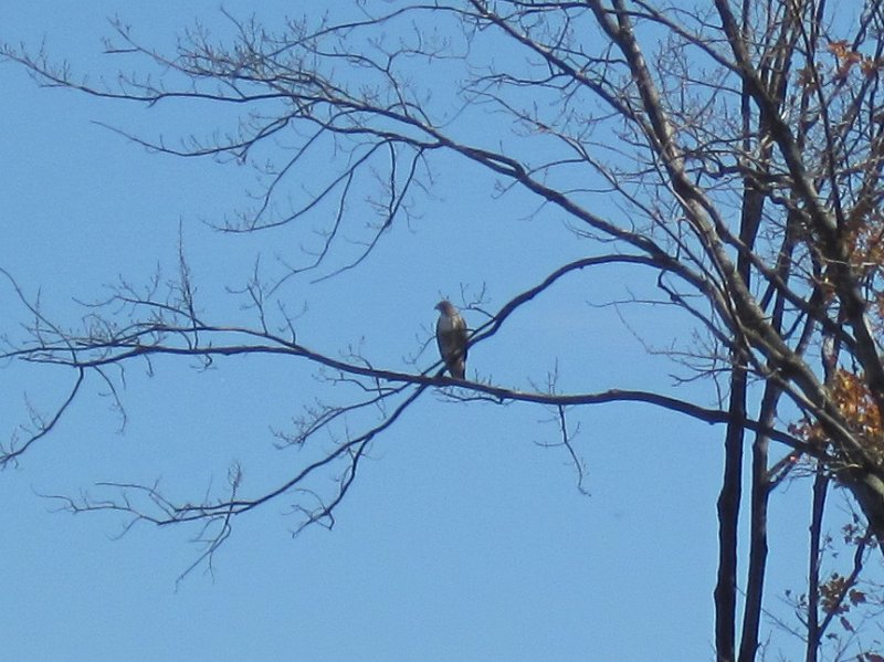 MortonArboretum102311-3554.jpg - Bike Morton Arboretum