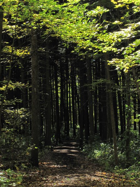 MortonArboretum102311-3579.jpg - Spruce Plot