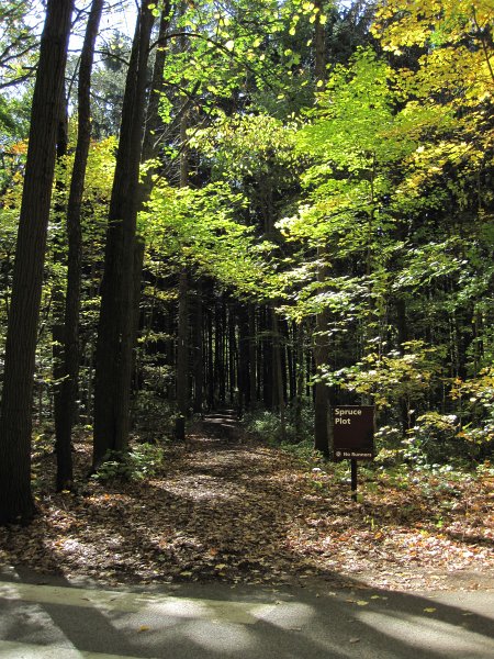 MortonArboretum102311-3580.jpg - Spruce Plot
