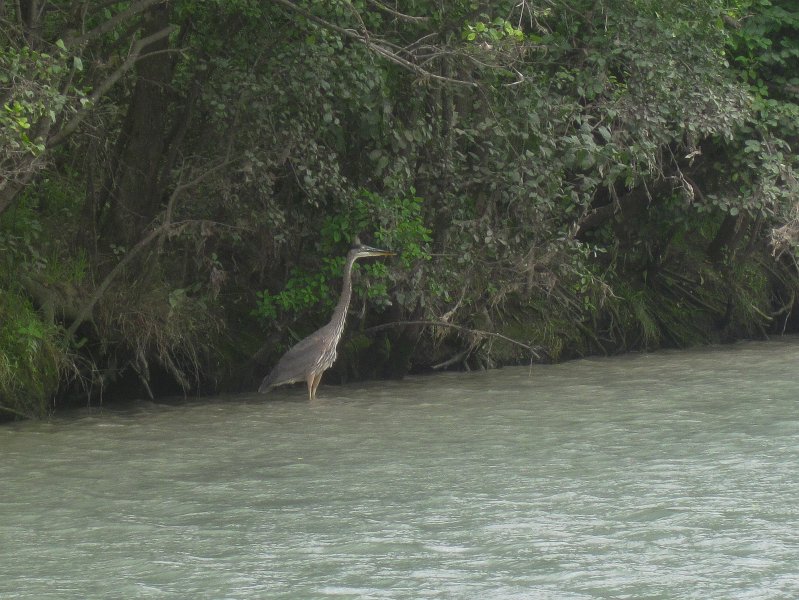 NorthShoreChannel082711-3124.jpg - Great Blue Heron