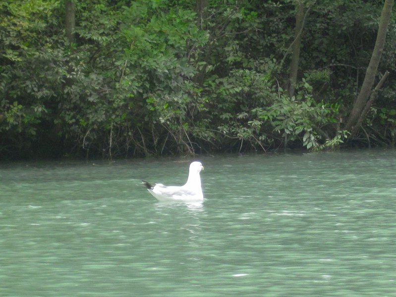 NorthShoreChannel082711-3132.jpg - Seagull