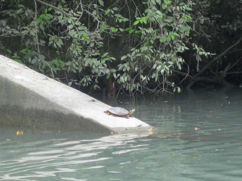 NorthShoreChannel082711-3139.jpg - Turtle