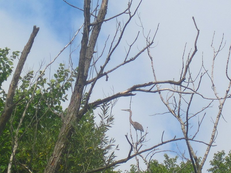 NorthShoreChannel082711-3150.jpg - Great Blue Heron