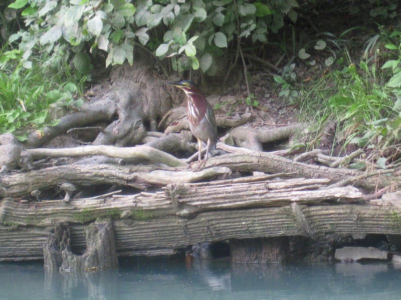 NorthShoreChannel082711-3154.jpg - Green Heron