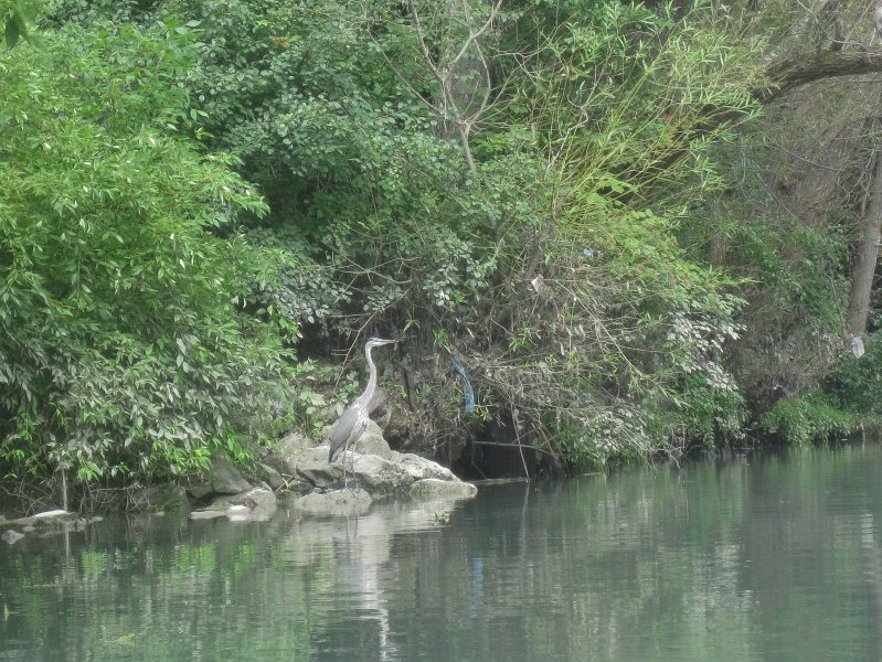 NorthShoreChannel082711-3166.jpg - Great Blue Heron