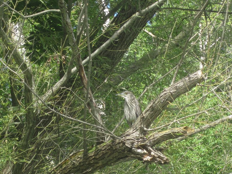 NorthShoreChannel082711-3173.jpg - Bittern