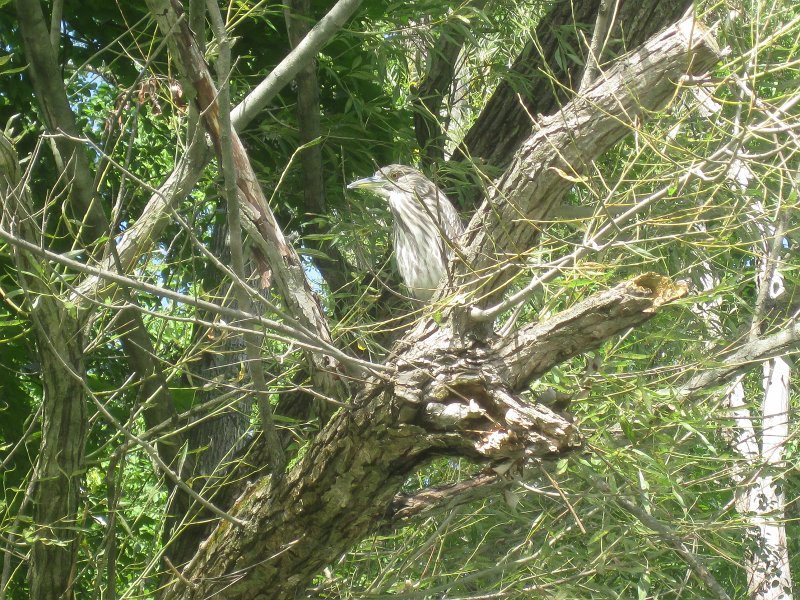 NorthShoreChannel082711-3176.jpg - Bittern