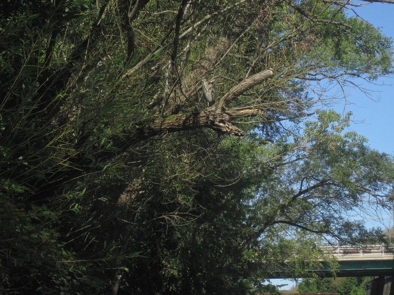 NorthShoreChannel082711-3238.jpg - Bittern