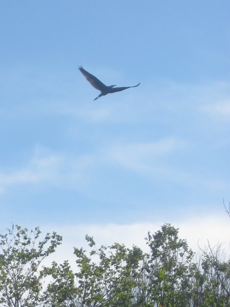 NorthShoreChannel082711-3250.jpg - Great Blue Heron
