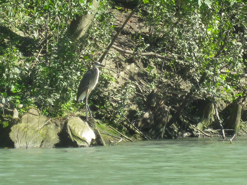NorthShoreChannel082711-3252.jpg - Great Blue Heron