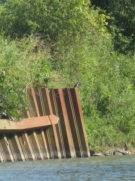 NorthShoreChannel082711-3264.jpg - Kingfisher