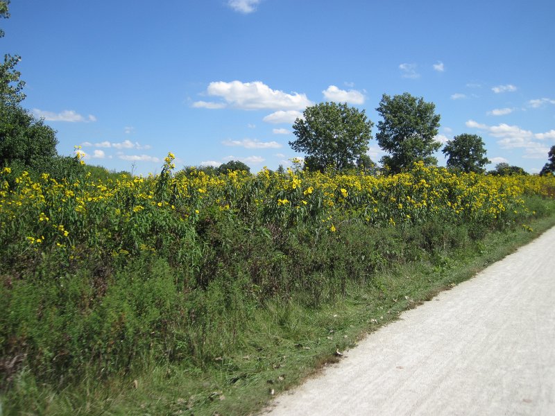 WaterFallGlennBike091711-3445.jpg - Black-eyed Susan along the trail. Headed toward Poverty Prairie