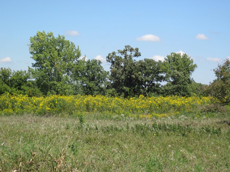 WaterFallGlennBike091711-3446.jpg - Field of Black-eyed Susan