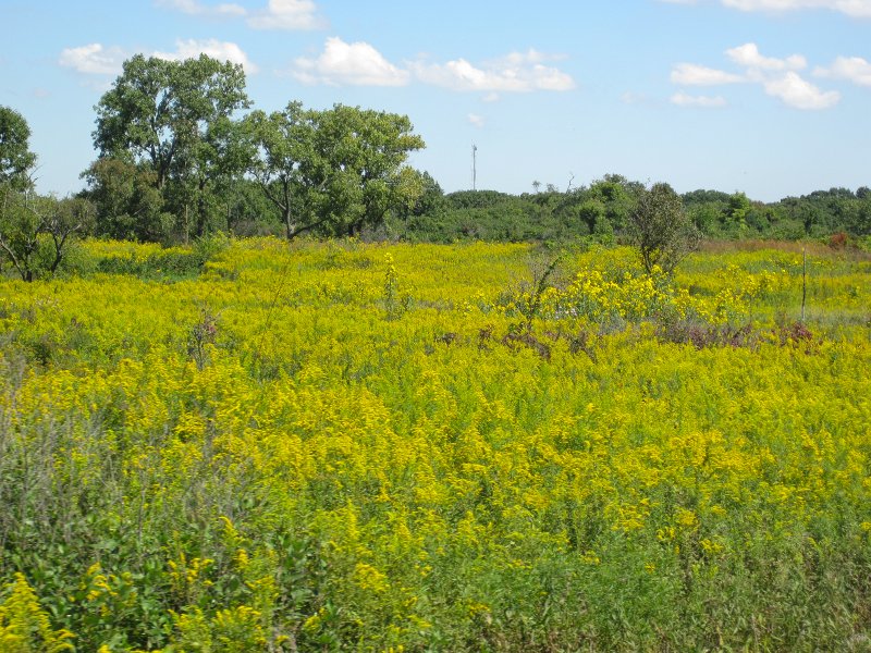 WaterFallGlennBike091711-3448.jpg - Field of Goldenrod with some Black-eyed Susan -- bright yellow and beautiful!