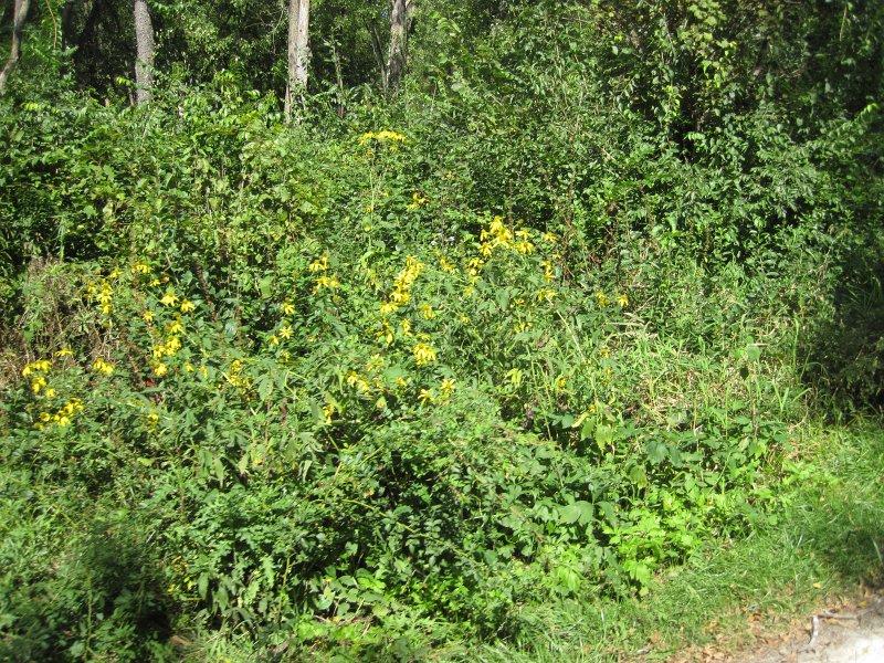 WaterFallGlennBike091711-3461.jpg - Cone Flowers along the trail