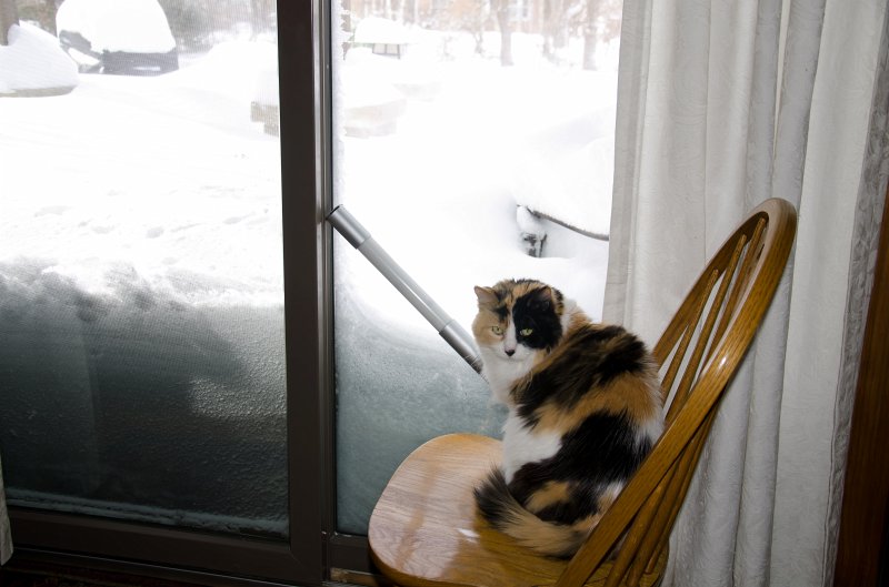 DSC_0596.jpg - Neko looking at the snowy patio