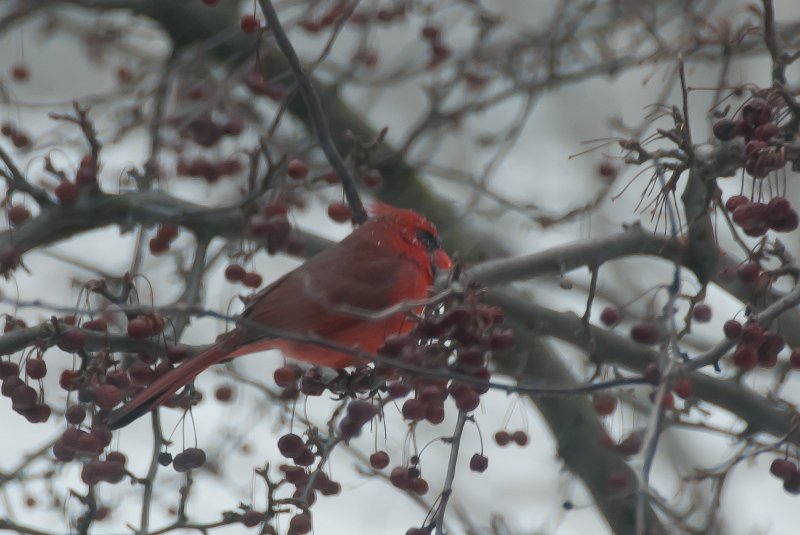 DSC_7759.jpg - Cardinal in the blizzard, view from Study window