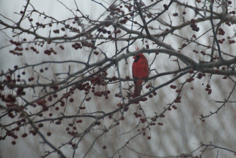 DSC_7762.jpg - Cardinal in the blizzard, view from Study window