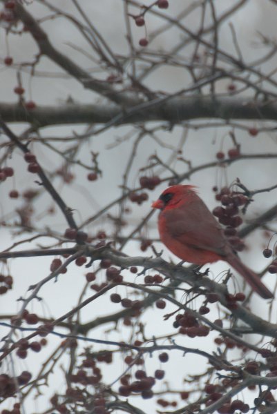 DSC_7763.jpg - Cardinal in the blizzard, view from Study window