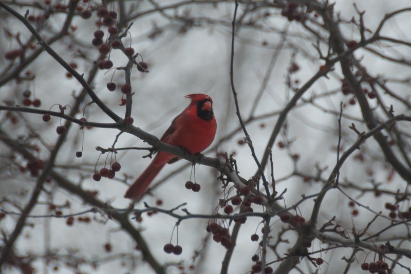 DSC_7767.jpg - Cardinal in the blizzard, view from Study window