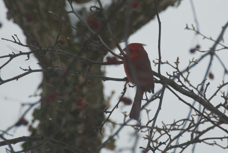 DSC_7769.jpg - Cardinal in the blizzard, view from Study window