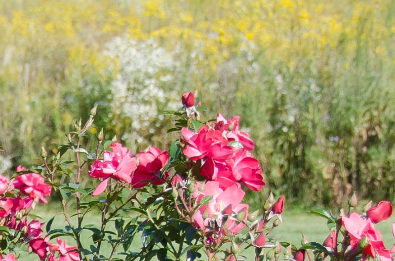 Cantigny100811-6211.jpg - Cantigny Rose Garden