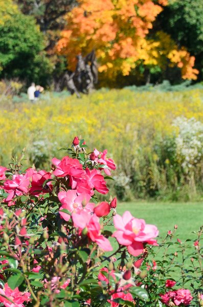Cantigny100811-6212.jpg - Cantigny Rose Garden
