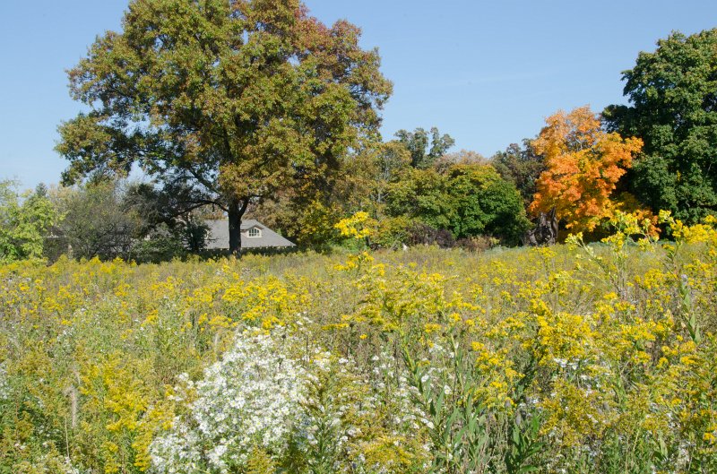 Cantigny100811-6214.jpg - Cantigny Prairie Garden