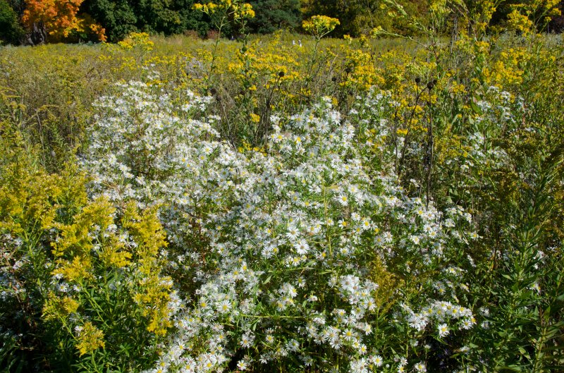 Cantigny100811-6218.jpg - Cantigny Prairie Garden