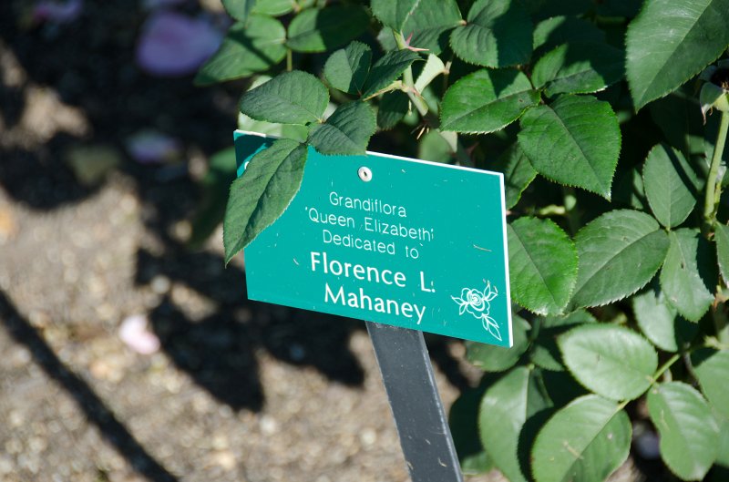 Cantigny100811-6225.jpg - Grandiflora "Queen Elizabeth" Cantigny Rose Garden