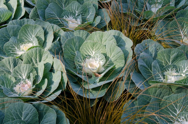 Cantigny100811-6231.jpg - Cantigny Formal Gardens