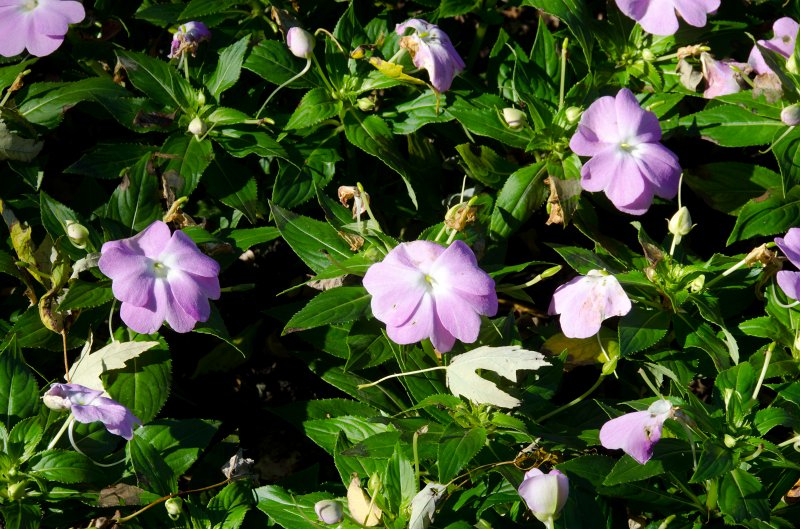Cantigny100811-6233.jpg - New Guinea Impatiens, Cantigny Formal Gardens