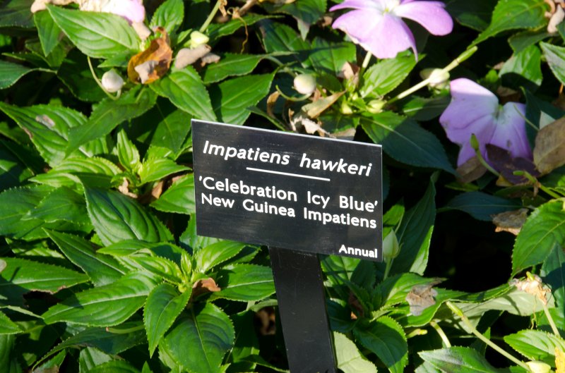 Cantigny100811-6234.jpg - New Guinea Impatiens, Cantigny Formal Gardens