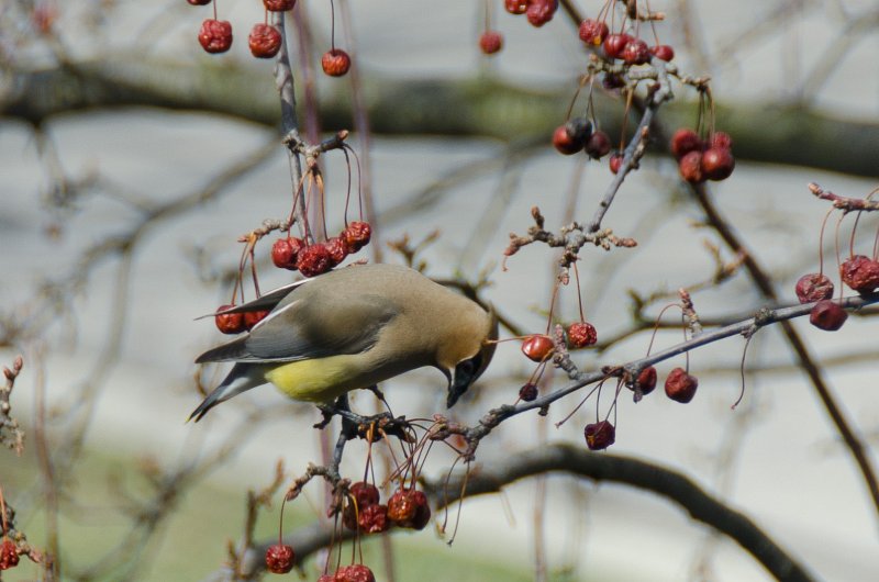 CedarWaxwing032511-1742.jpg - Cedar Waxwing in Crab Apple tree, view from window in study