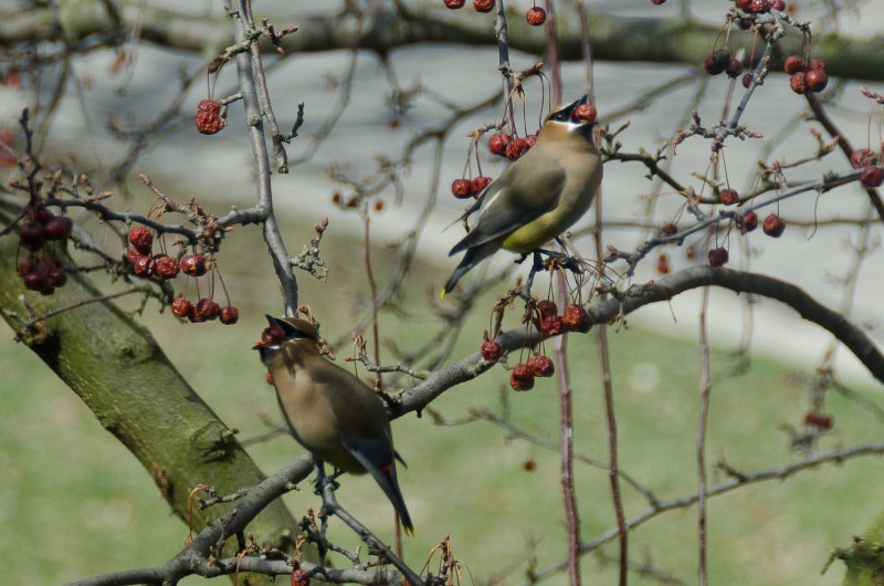 CedarWaxwing032511-1747.jpg - Cedar Waxwing in Crab Apple tree, view from window in study