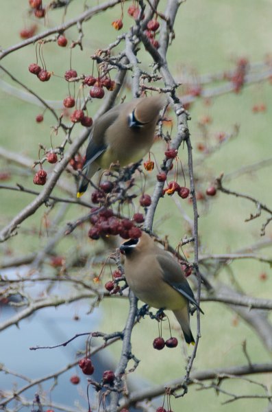 CedarWaxwing032511-1756.jpg - Cedar Waxwing in Crab Apple tree, view from window in study