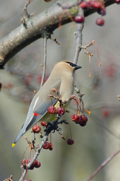 CedarWaxwing032511-1759.jpg - Cedar Waxwing in Crab Apple tree, view from window in study