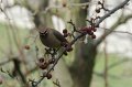 CedarWaxwing032511-1741