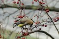 CedarWaxwing032511-1742