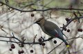 CedarWaxwing032511-1744