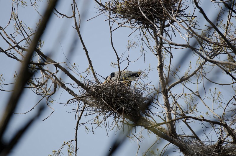 Danada043011-2427.jpg - Great Blue Heron Rookery, Danada Forest Preserve