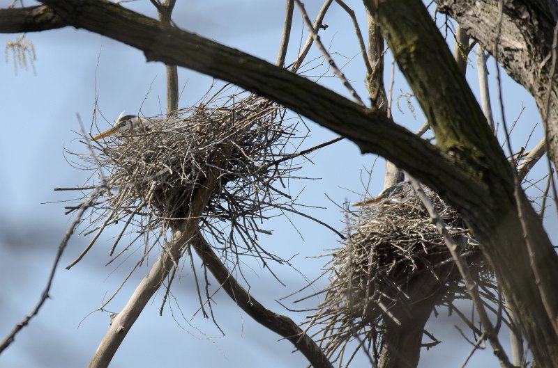 Danada043011-2433.jpg - Great Blue Heron Rookery, Danada Forest Preserve