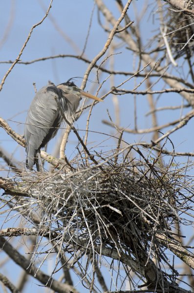 Danada043011-2450.jpg - Great Blue Heron Rookery, Danada Forest Preserve