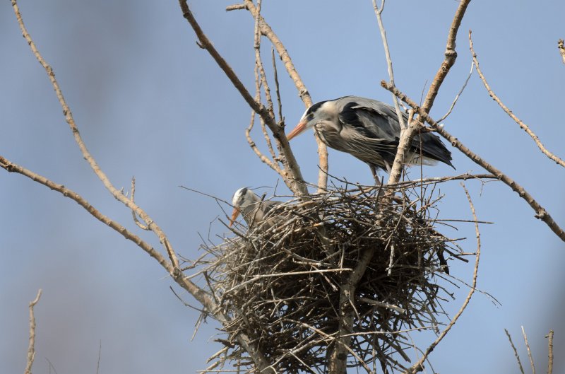 Danada043011-2453.jpg - Great Blue Heron Rookery, Danada Forest Preserve